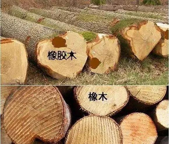 橡膠木區分